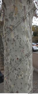 tree bark 0001